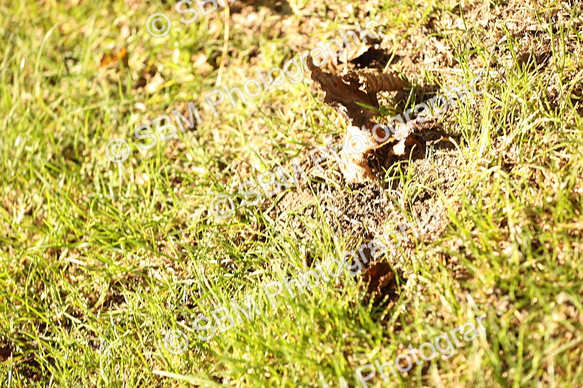 SBM_19190 - S3 - TSR Ridden Pony Showing