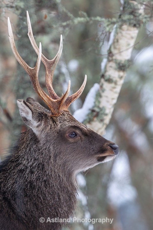 Sika Deer - Latest Images