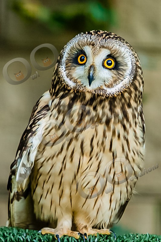 short eared owl Asio flammeus-8861 - Owls of the World