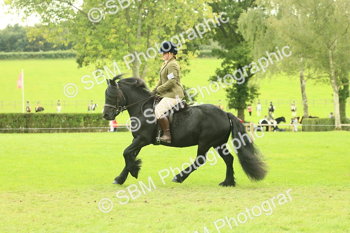 SBM_71926 - S60 - Mountain & Moorland Ridden Large Breeds