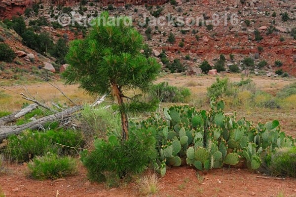 Pinyon Pine & Prickly Pear Cactus - Zion National Park