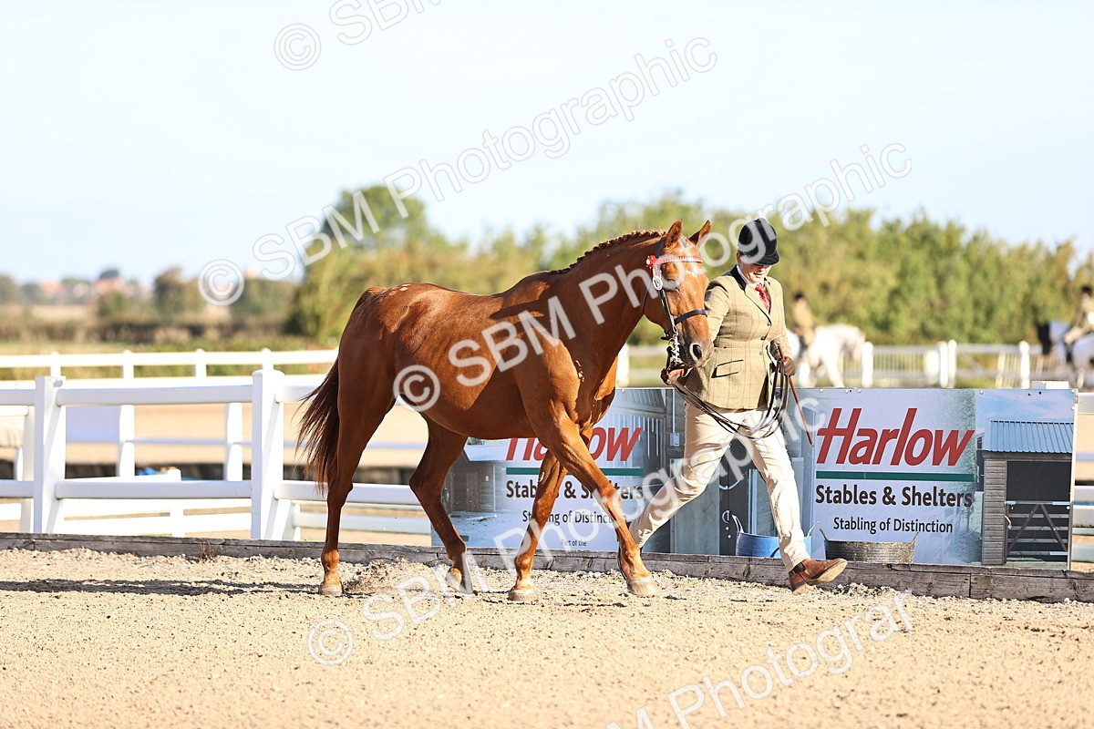 SBM_08321 - Class 401 - IH Veteran Horse