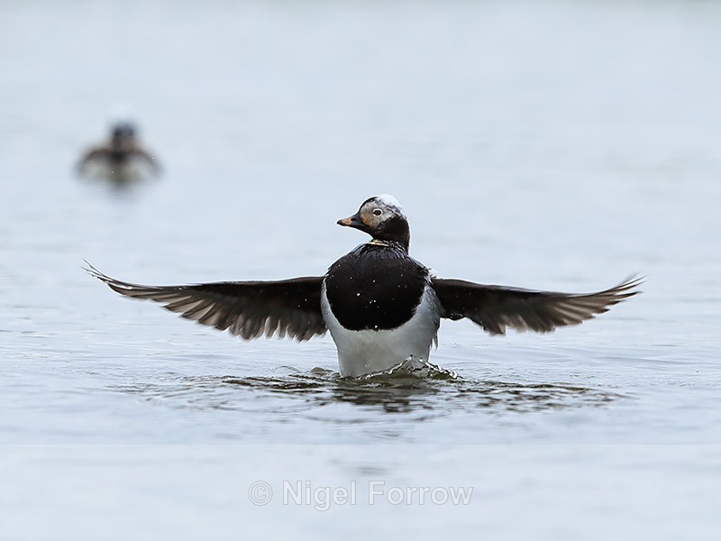 Male Long-tailed Duck wing flap, Iceland - Long-tailed Duck