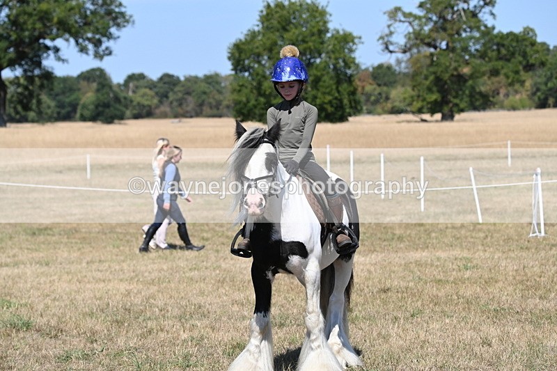 WJ6_9031 - Class 38 Ridden Riding Horse/Pony