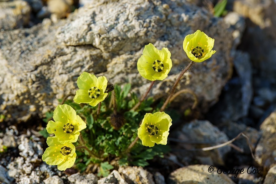 Svalbard Poppy - Svalbard - Realm of the Polar Bear