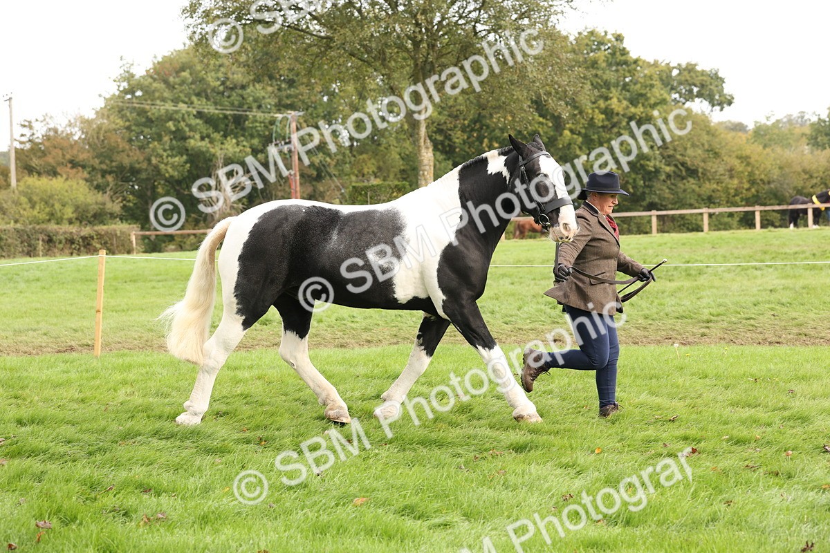 SBM_57490 - S56 - Show Cob in Hand