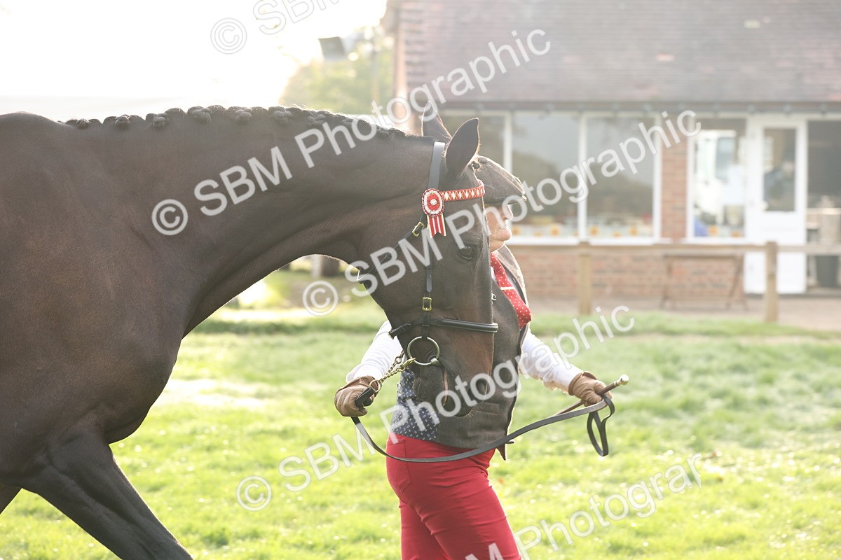 SBM_54982 - S52 - Riding Horse & Hack & thoroughbred In Hand
