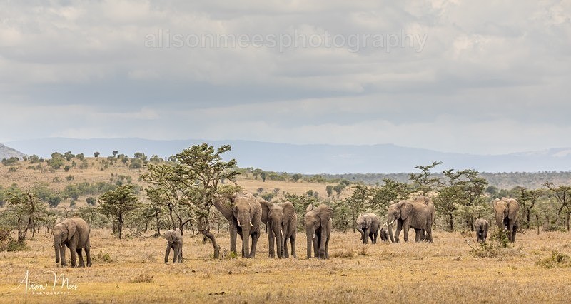  - African Safaris