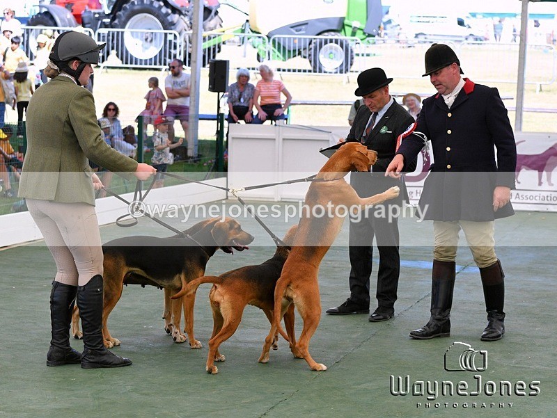 WJ5_1052 - Berks & Bucks at the Great Yorkshire Show 2025