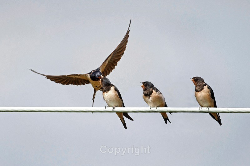 Swallows and Chicks - Birds
