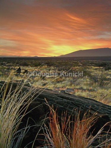 Desert Beauty - Hawaii
