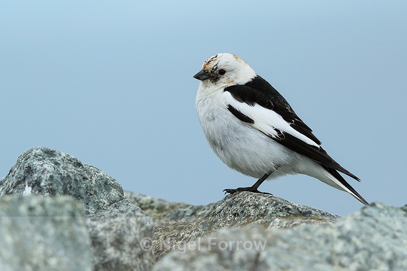 Snow Bunting standing, side view, Jokulsarlon, Iceland - Snow Bunting