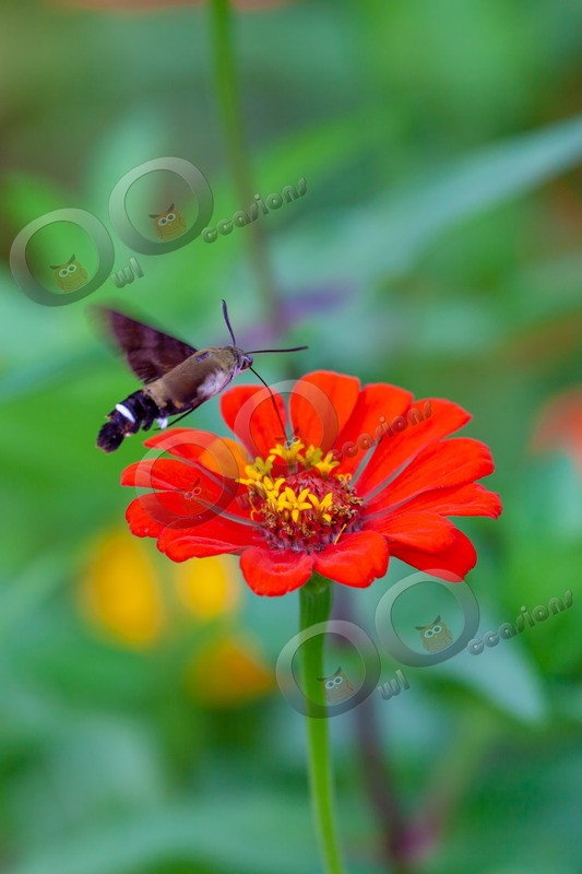 hummingbird Hawk Moth Macroglossum stellatarum-1236 - Insects from around the world
