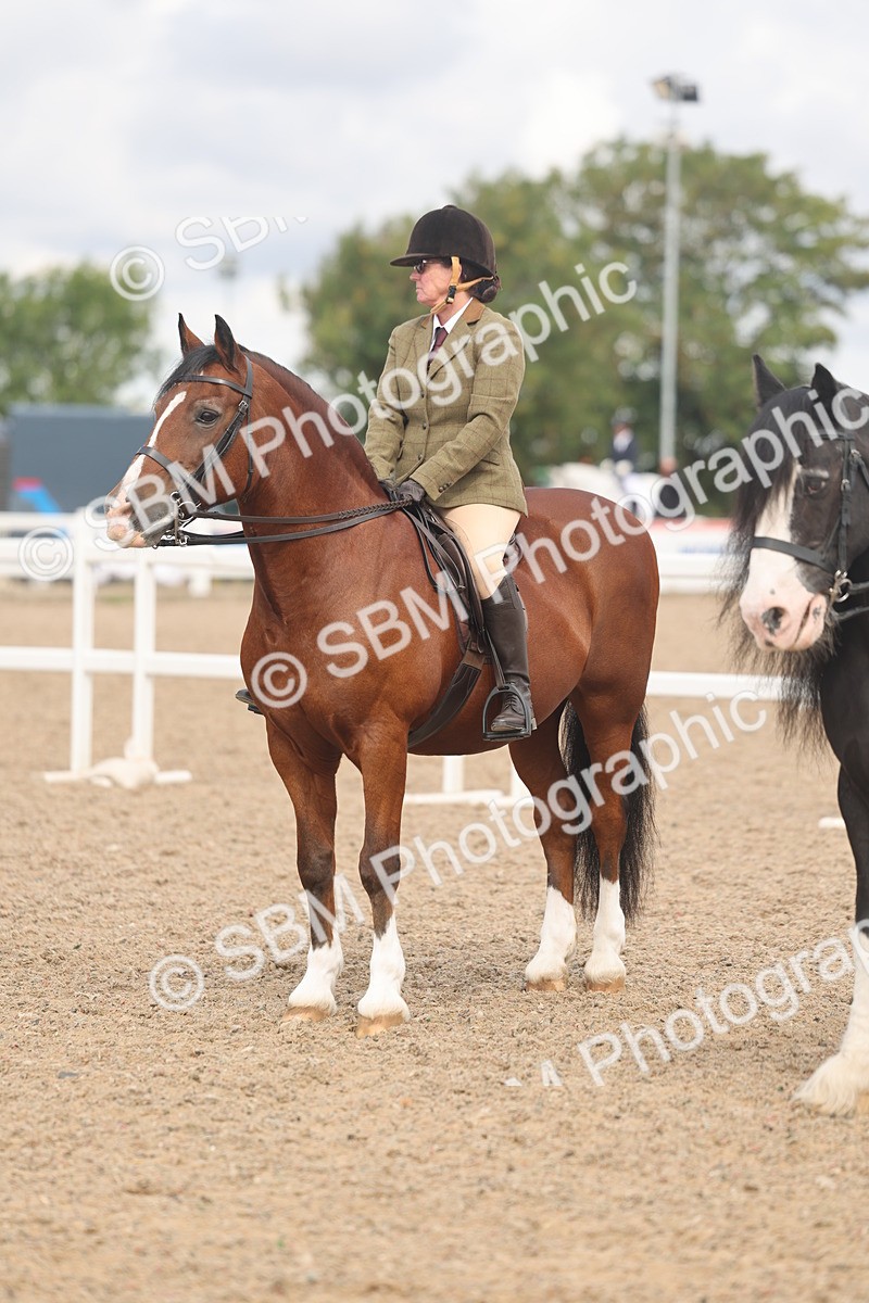 SBM_04481 - Class 18 - Handsomest Gelding (IH or Ridden)