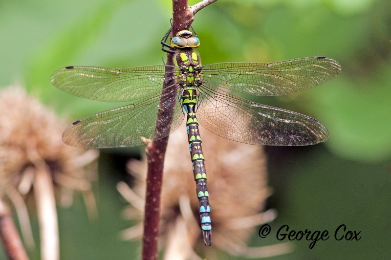 Southern Hawker Dragonfly - Dragonflies
