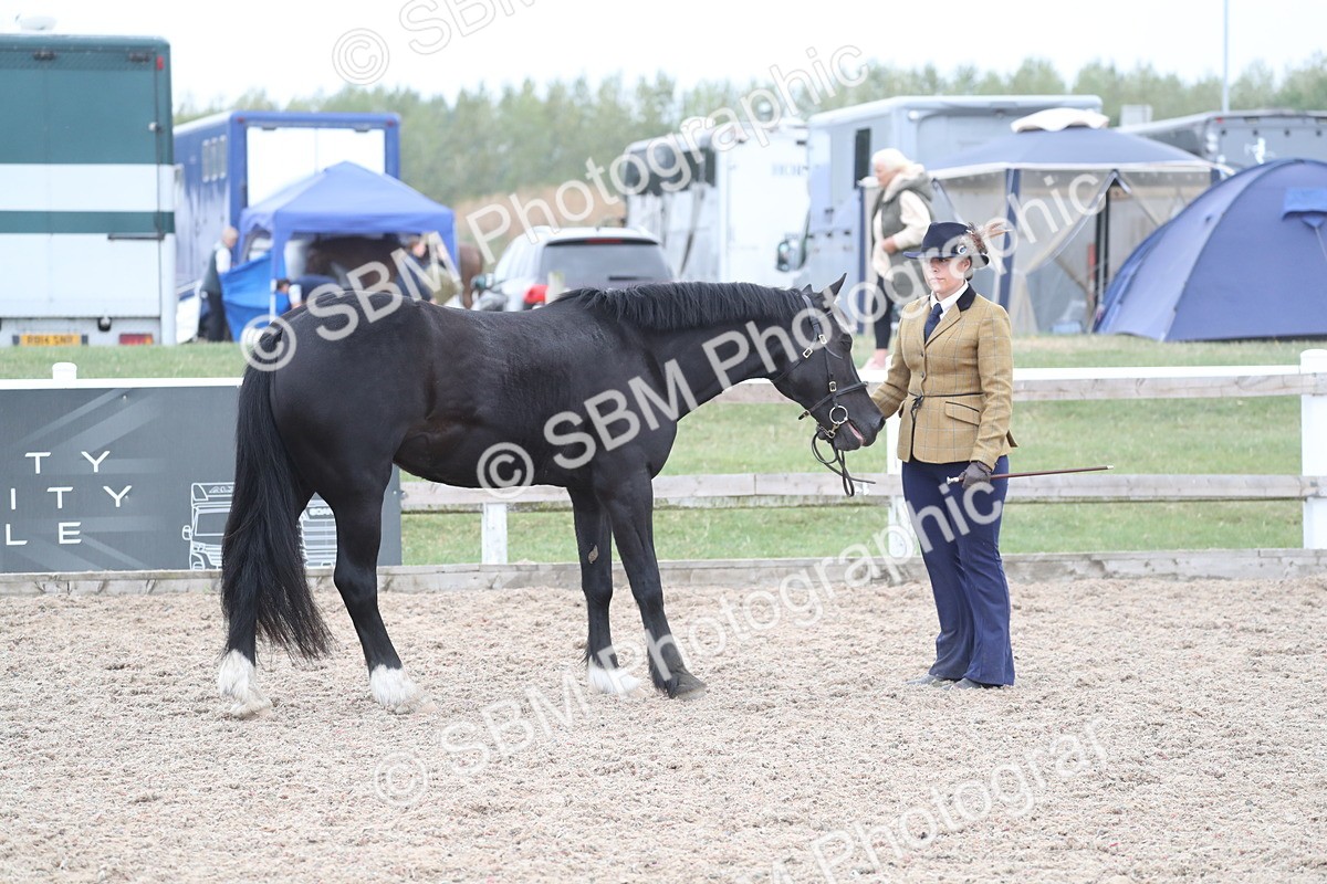 SBM_17969 - Class 317 IH Pure bred Horse/Pony