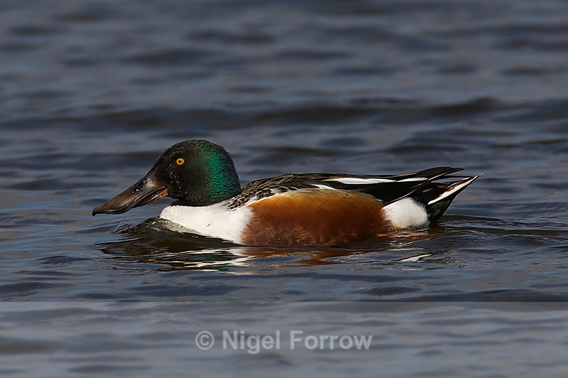 Shoveler (male) - Shoveler