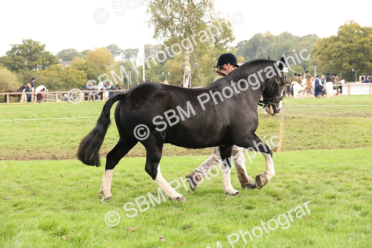 SBM_57494 - S56 - Show Cob in Hand