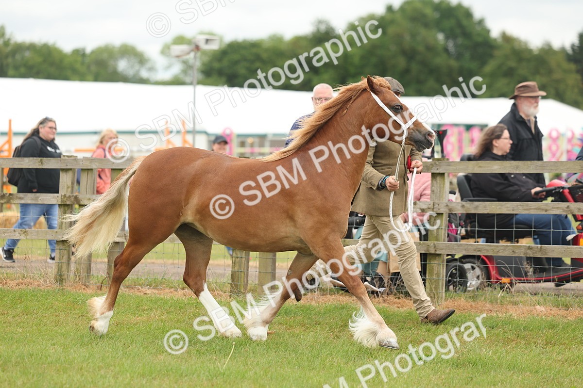 SBM_02369 - Class 50-57 - M&M Welsh Pony In Hand