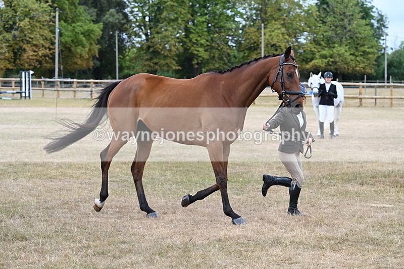 WJ7_9998 - Class 5a Most Handsome Gelding (above 14.2hh)