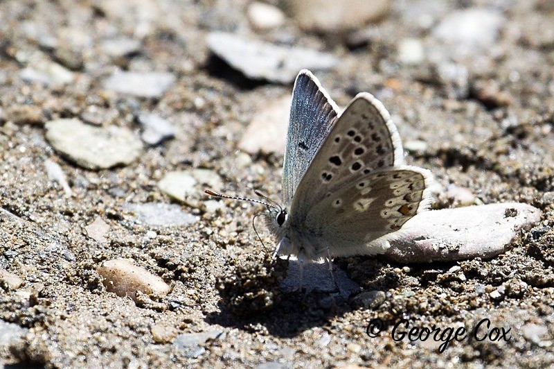 glandon blue pyrenees