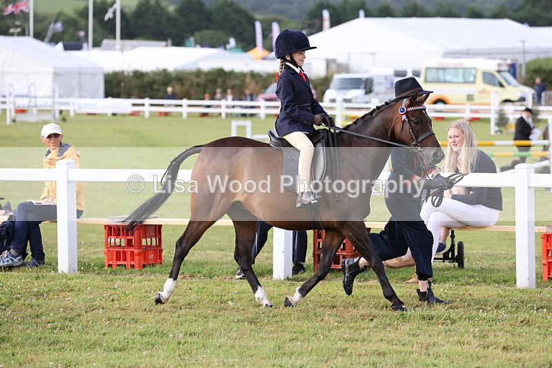 JPP_0312 - Class 14: Cornish Combination Leading Rein