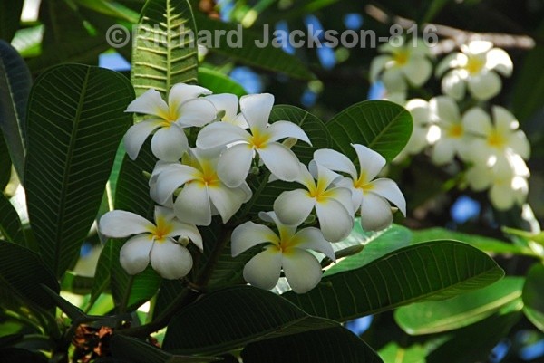 Plumeria - Flowers