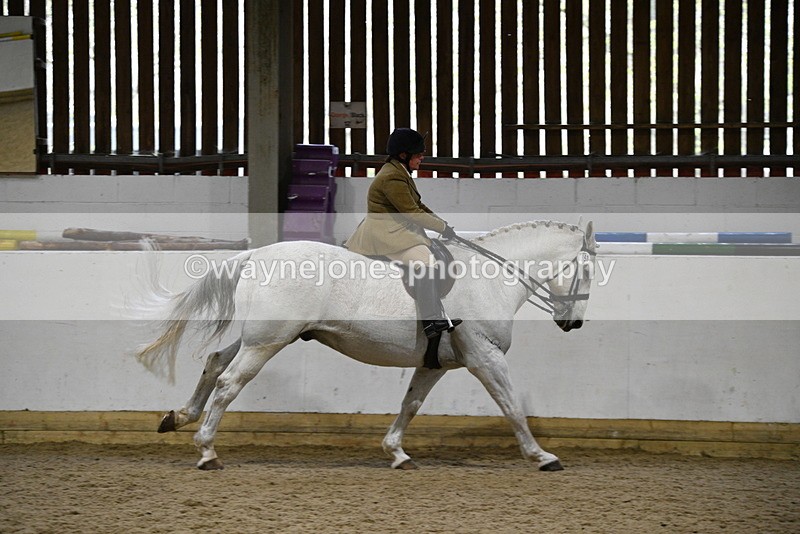 WJ5_9060 - Class 15 Ridden Show Horse