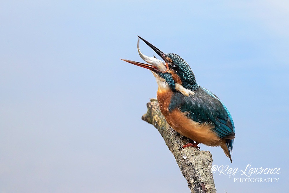 Kingfisher Alcedo Atthis026 - Kingfishers