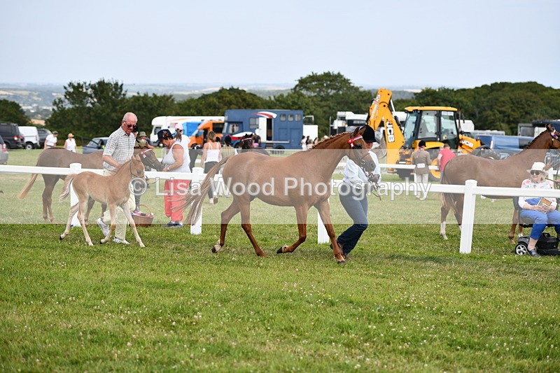 DSC_8637 - Classes 70 and 71: NPS Show Pony Brrod Mare and Foal