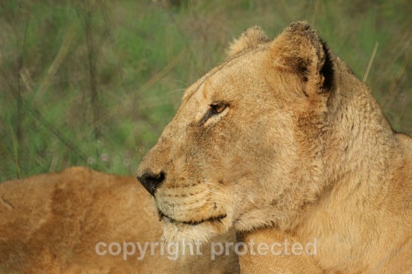 African Lioness (Timbavati, South Africa) - African Lions