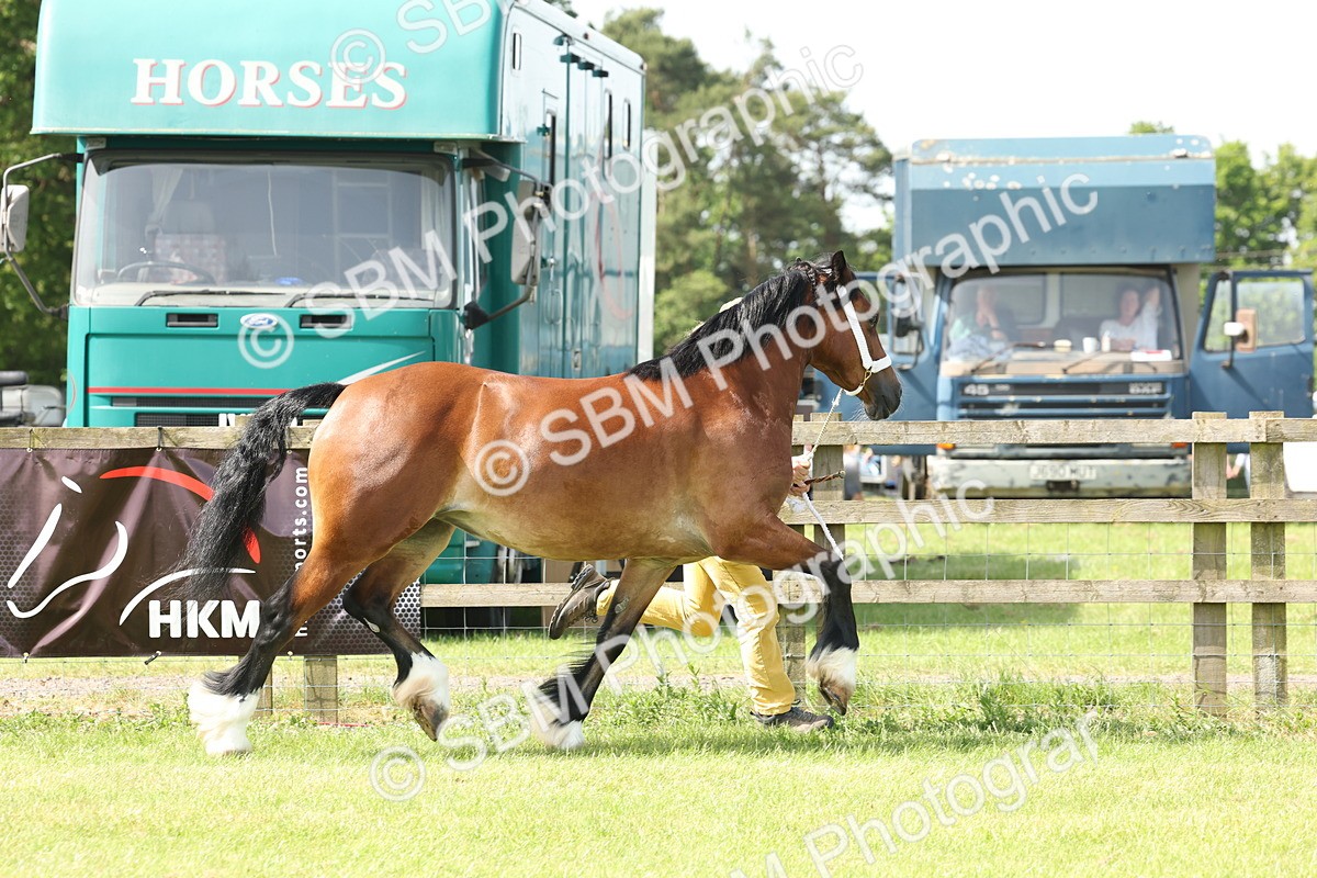 SBM_02340 - Class 6-13 - Mountatin and Moorland In Hand Welsh Breeds