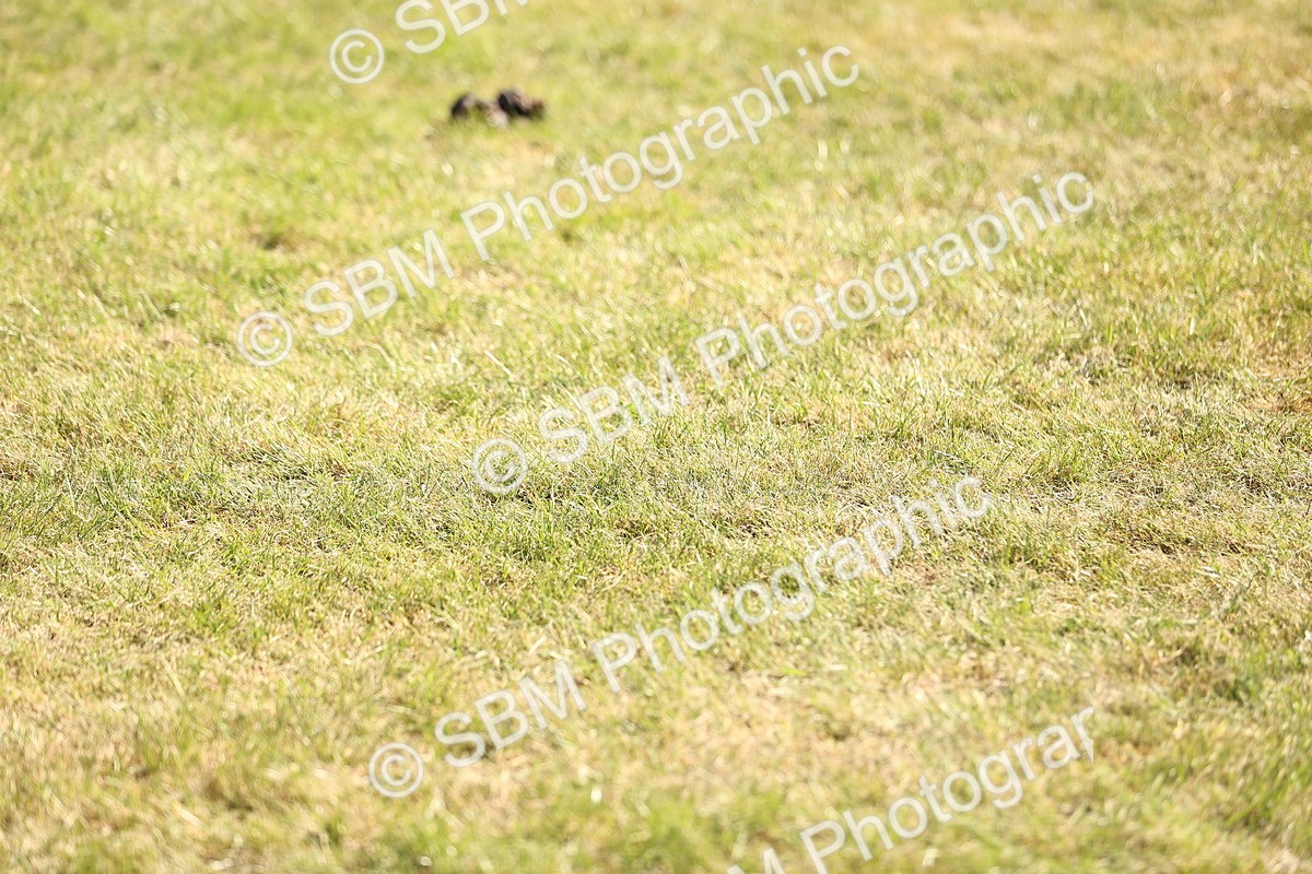 SBM_18733 - Class 84-86 - RIHS BSHA Cobs