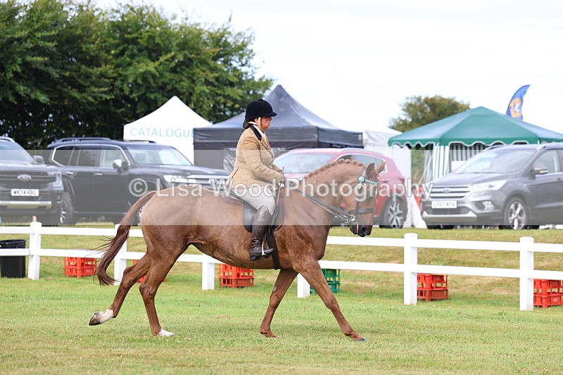 3E7A8021 - Class 2: Rising Star Large Hack/Riding Horse