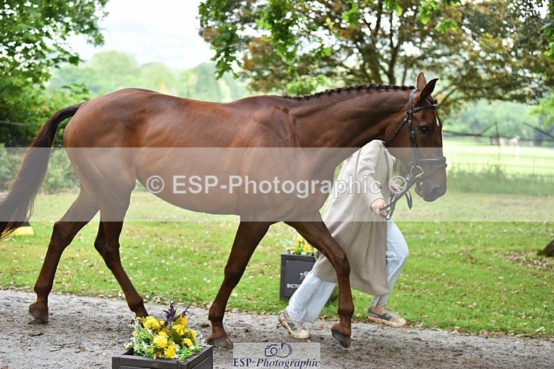 240522-172406-01579 - 279-MHF_LADY-Poppy_von_Maltzahn