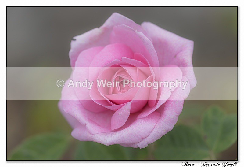 190710-untitled-1L4A2354-Edit - Plants & Flowers