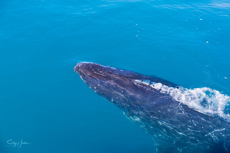 _16A1180 - 2024 Hervey Bay Whales