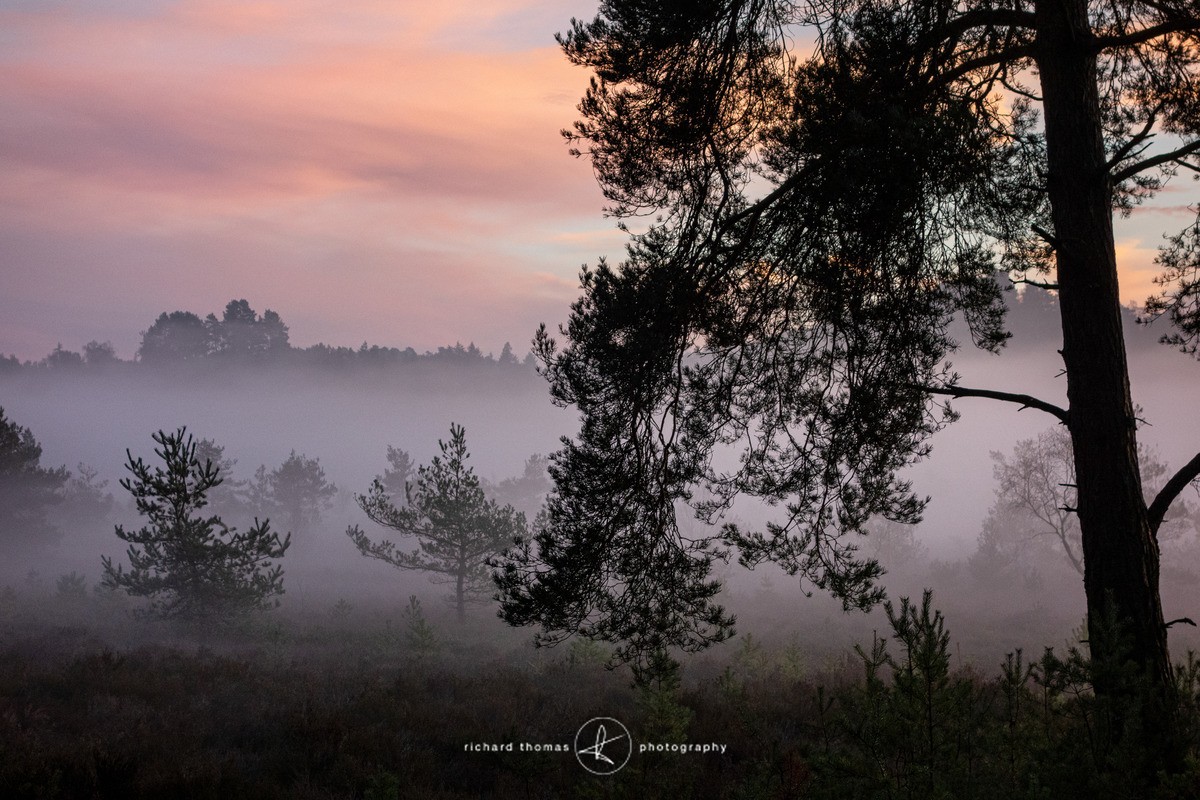 Surrey evening in wintertime. - Woodland
