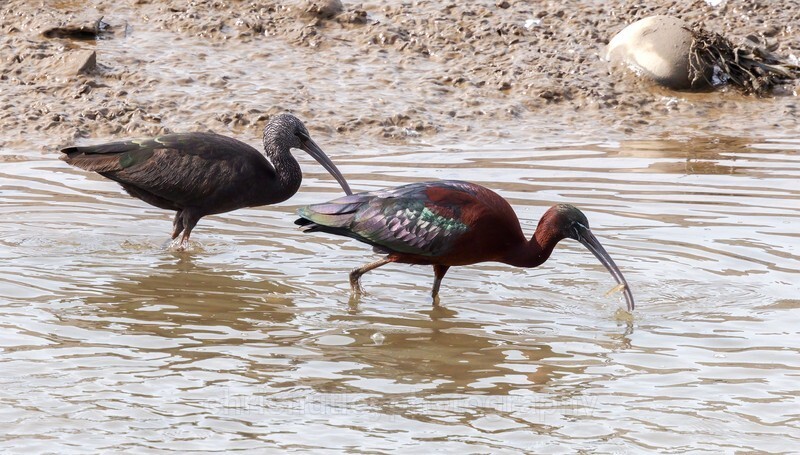  - Birds of Britain and Europe