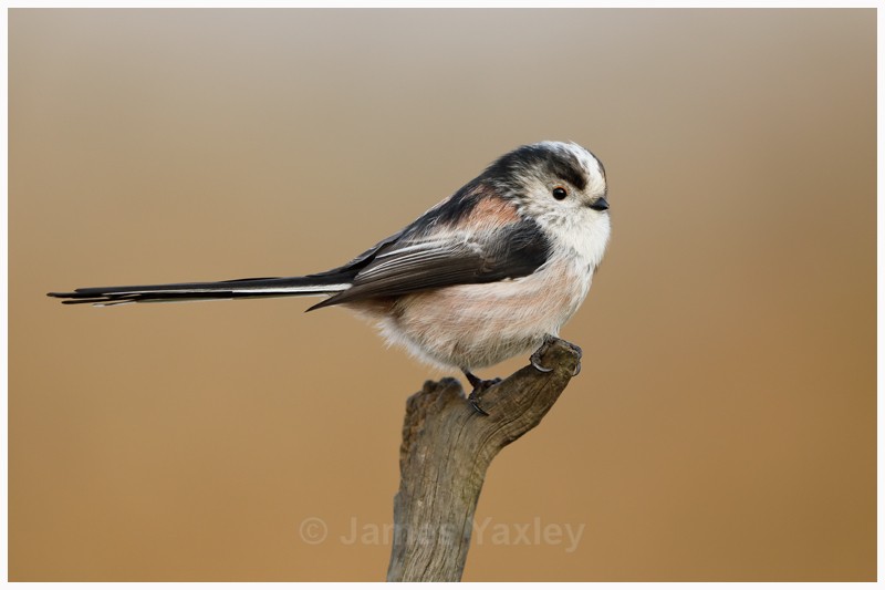Long Tailed Tit  - Latest Work