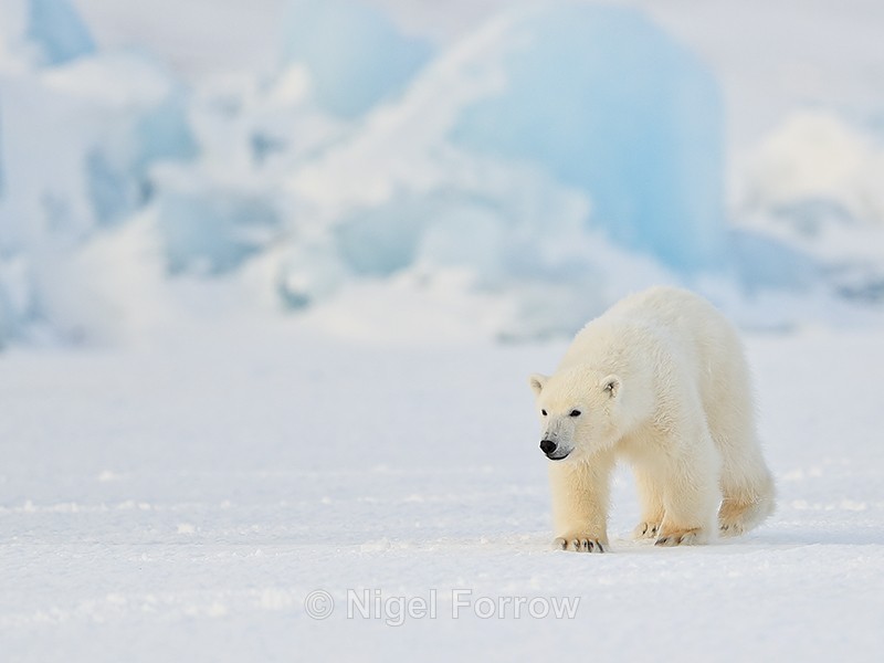 Svalbard Polar Bear cub walking in front of iceberg - Polar Bear