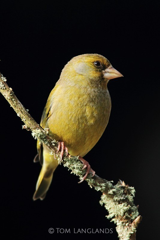 Greenfinch - All Other Birds