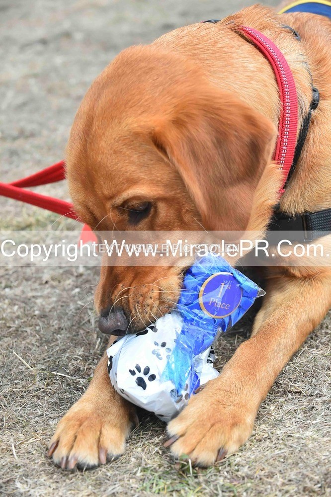 SH4_0296 - Dog show.