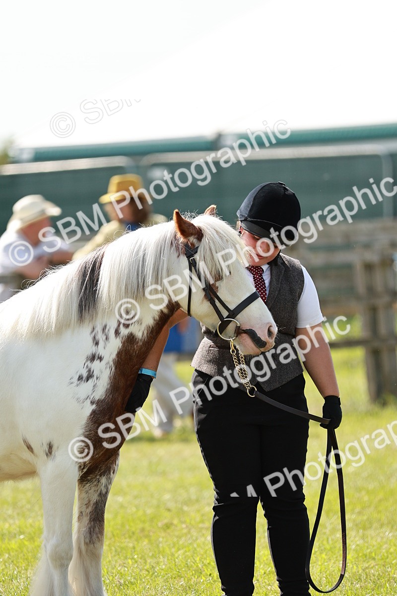 SBM_08676 - Class 63-65 - Traditional Gypsy Cobs In Hand & Ridden