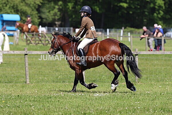 IMG_3739 - Working Hunter