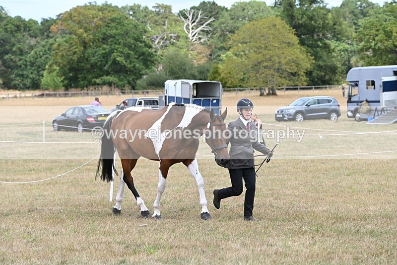 WJ6_5987 - Class 19 In-hand Veterans (Uploaded correct folder)