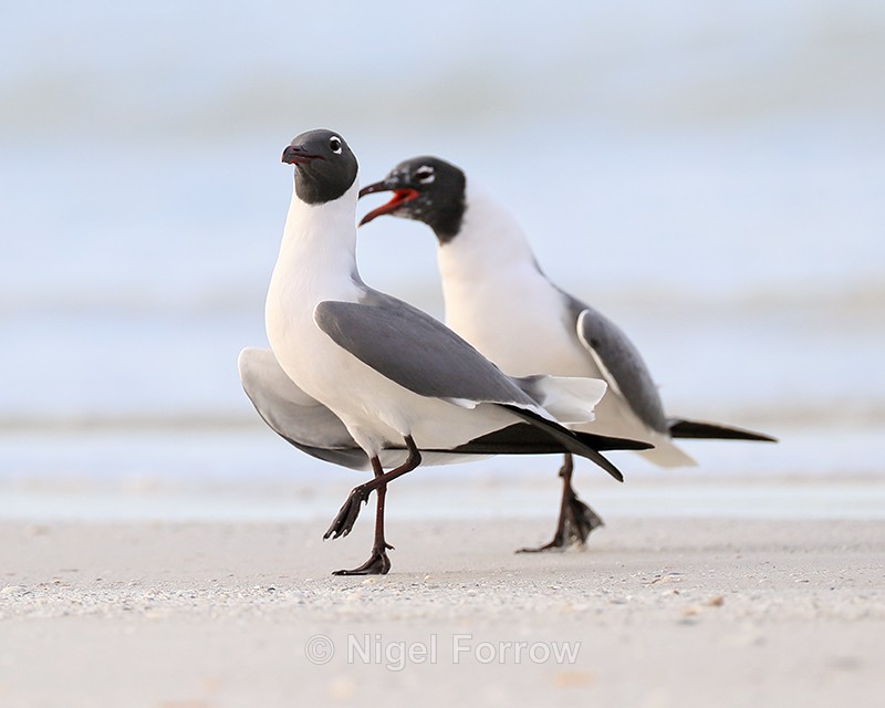 Laughing Gulls, Fort De Soto Park, Florida - Laughing Gull