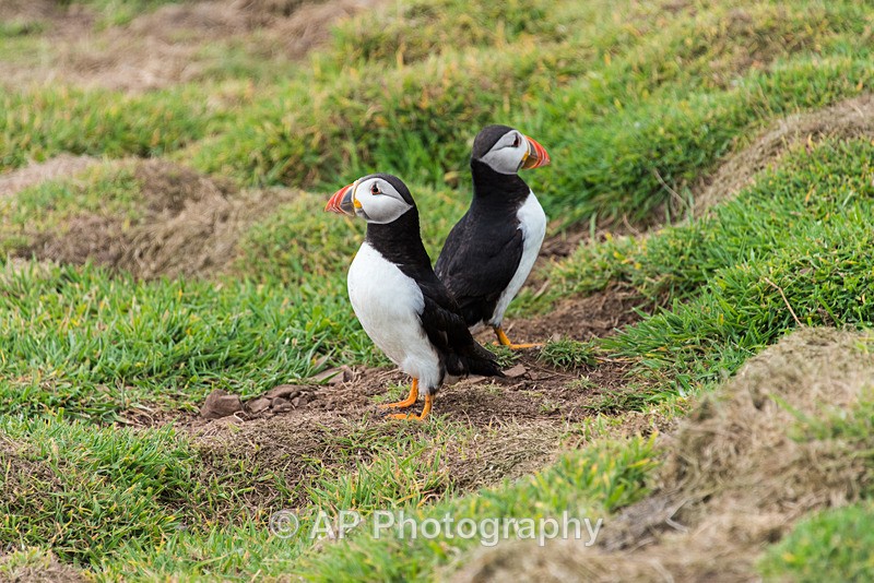 ACP_9781-1 - Puffins on Skomer Island