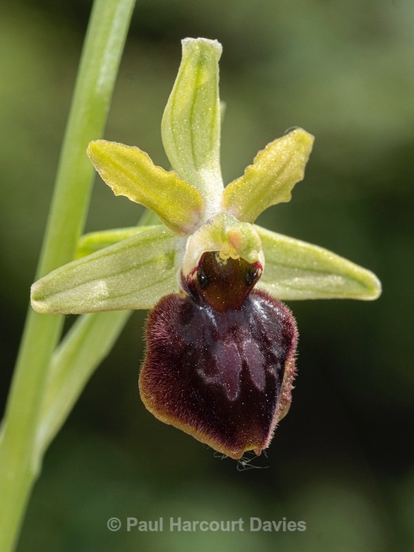 Ophrys sphegodes ssp majellensis (Ophrys passionis ssp majellensis)  - Wild Orchids 2021