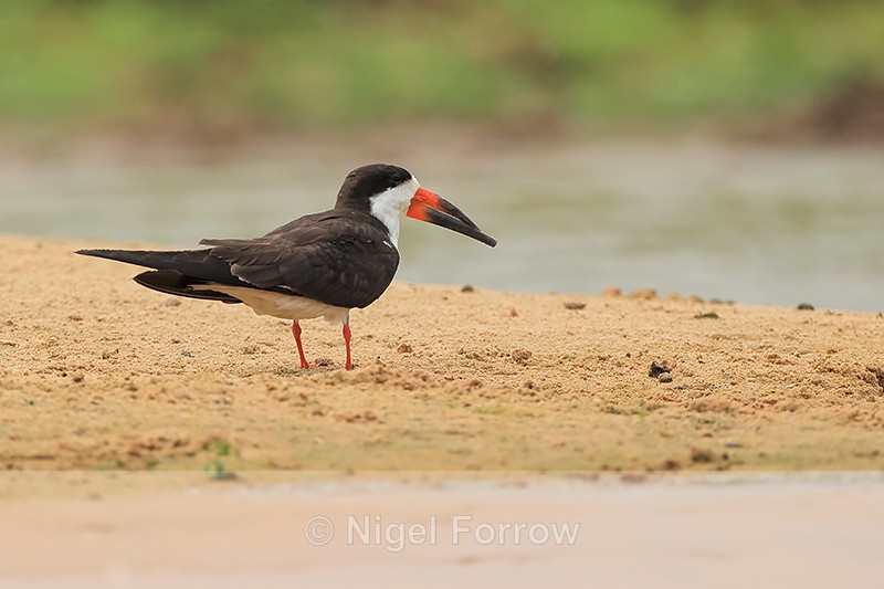 Black Skimmer standing on sand, Rio Sao Lourenco, Pantanal, Brazil - Black Skimmer